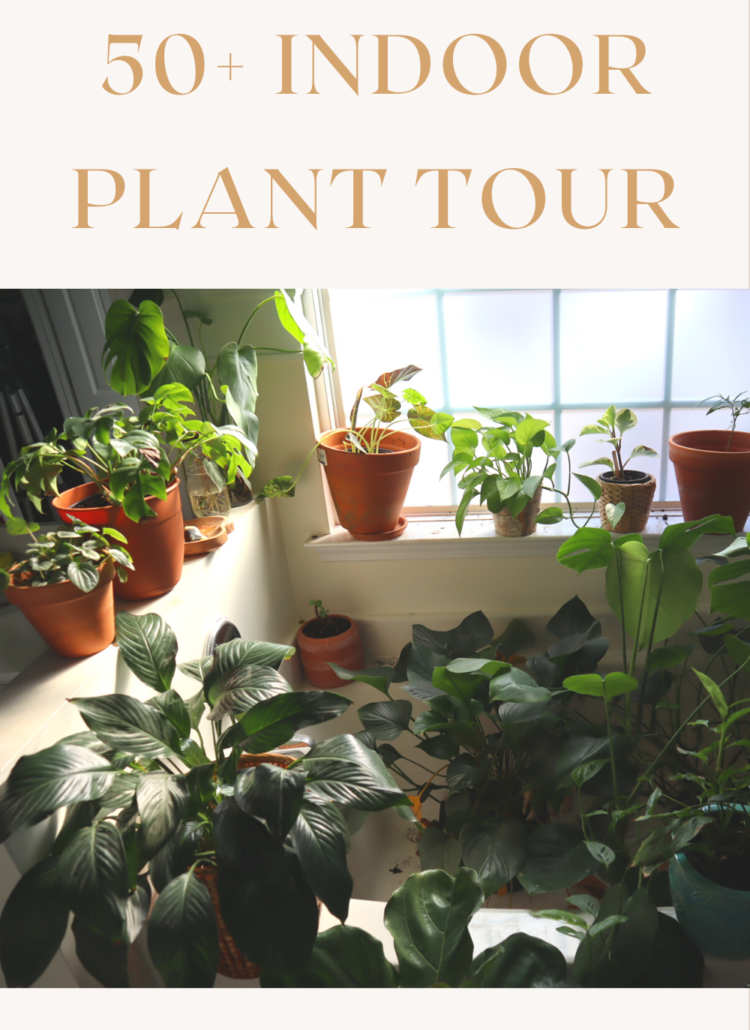 Houseplant Tour